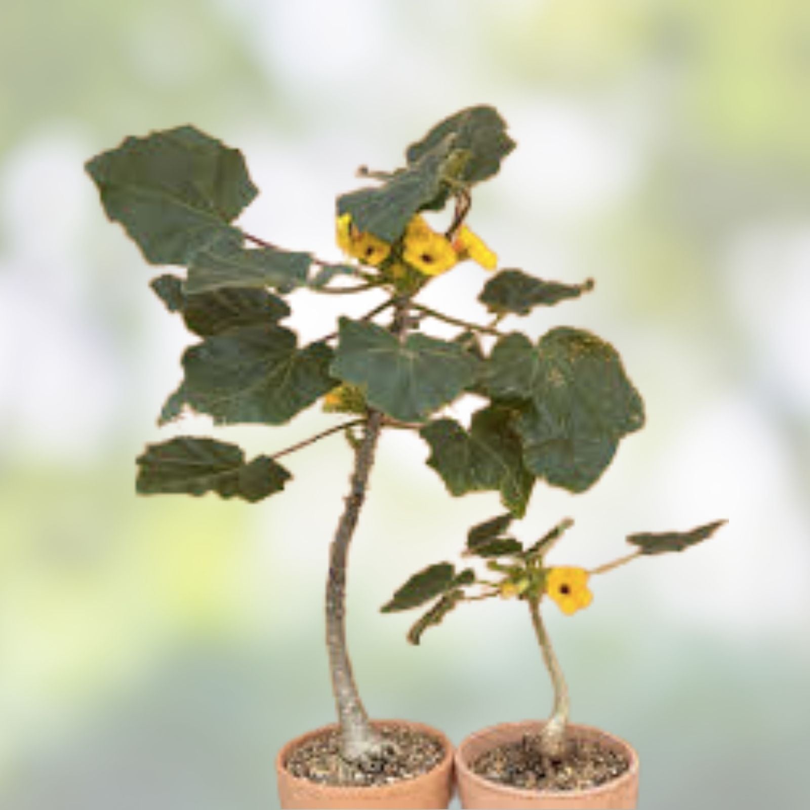 Uncarina Ankaranensis Rare Madagascar Succulent Caudex Plant 4-inch Live Houseplant Starter Cutting