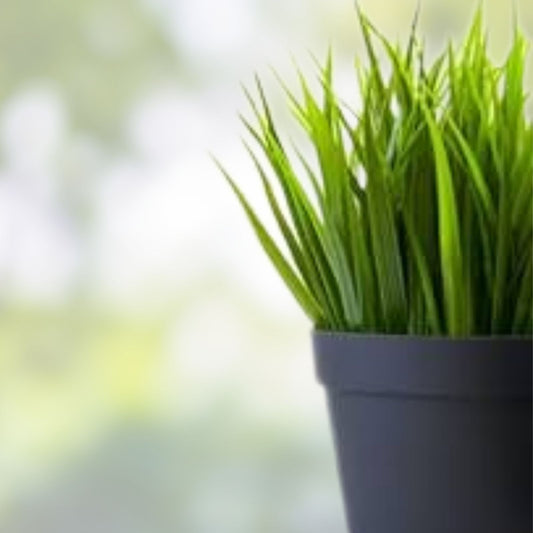 Organic Cat Grass Mix 4 oz – Wheatgrass Barley Oat Safe Pet Grass for Cats Live Plant or Cutting