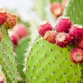 Galapagos Opuntia Megasperma Var. Orientalis Cactus Plant with Colored Flowers, Succulent, Desert Plant