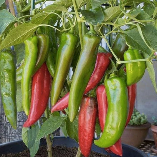 Anaheim Pepper Seeds 25+ Heirloom Capsicum annuum Mildly Spicy Fresh or Dried Plant Starter