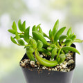 String of Bananas Succulent Plant, Live Senecio Radicans, Indoor Houseplant, Trailing Greenery, Easy Care, Buy 2 Get 1 Free