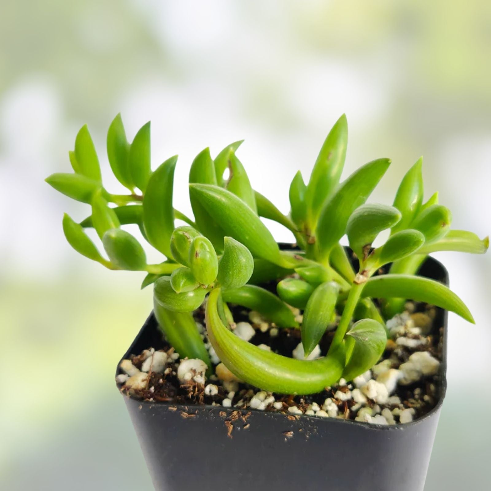String of Bananas Succulent Plant, Live Senecio Radicans, Indoor Houseplant, Trailing Greenery, Easy Care, Buy 2 Get 1 Free