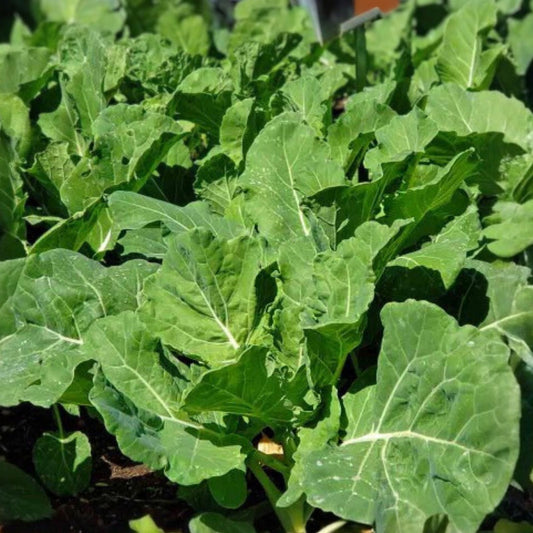 Heirloom Collard Greens Seeds Georgia Southern Non-GMO Brassica oleracea var. acephala 20+ Seeds for Gardening