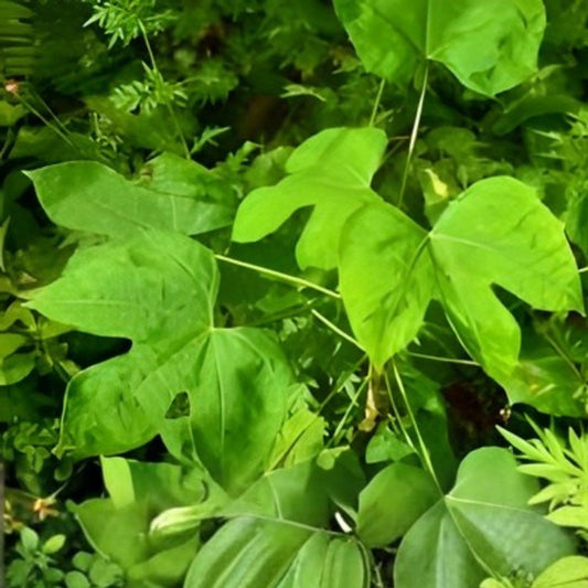 Hawaii Chaya Cuttings 15 Pack - Volcanic Soil Superfood - Cnidoscolus chayamansa Plant Propagation - Edible Leaf Plant
