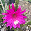 Epiphyllum Orchid Cactus Cuttings Mixed Color Lily Voodoo Air Plant Succulent Propagation