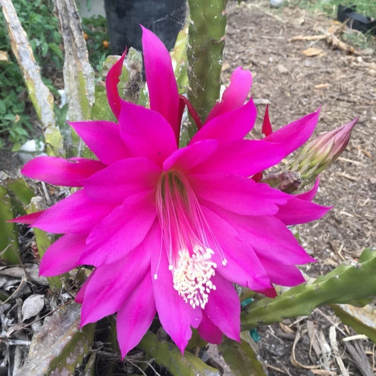 Epiphyllum Orchid Cactus Cuttings Mixed Color Lily Voodoo Air Plant Succulent Propagation