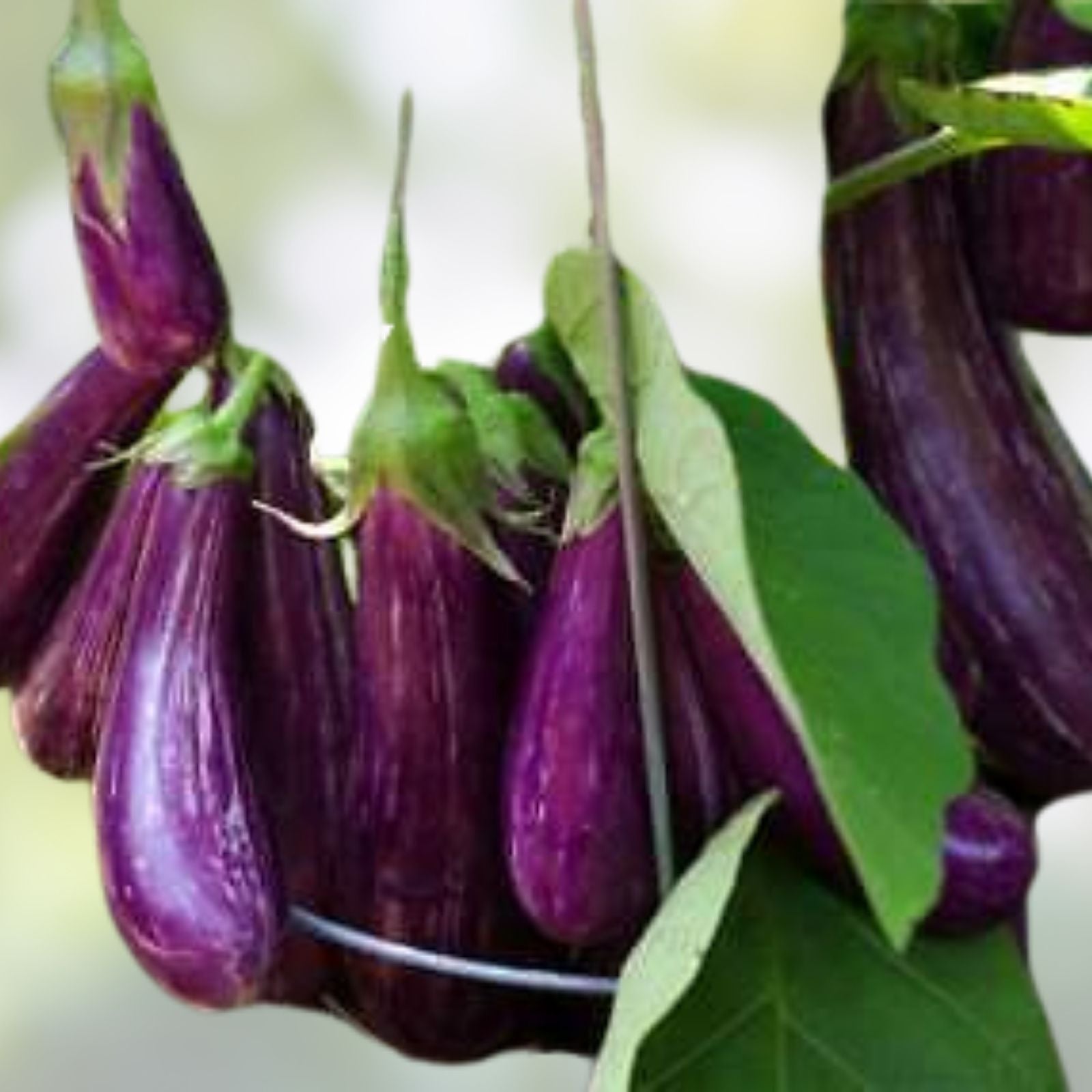 Heirloom Eggplant Seeds Long Purple Non-GMO Solanum melongena 100 Seeds Garden Planting Starter Plant