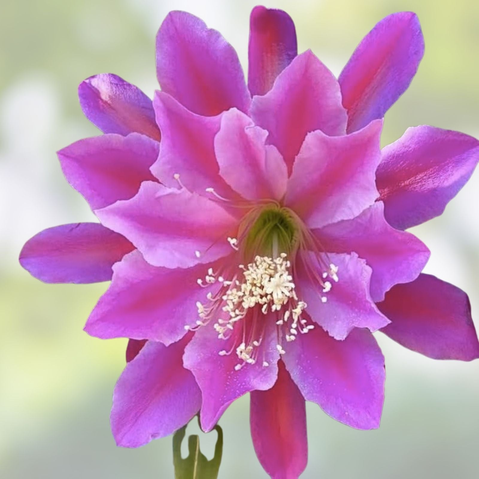 Epiphyllum Gitti Paetz Orchid Cactus Cutting Exotic Succulent Plant 8-10 Inches Live Houseplant