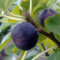 Scott's Black Fig Tree Cutting Ficus carica Fruit-bearing Plant for Garden & Container Growing