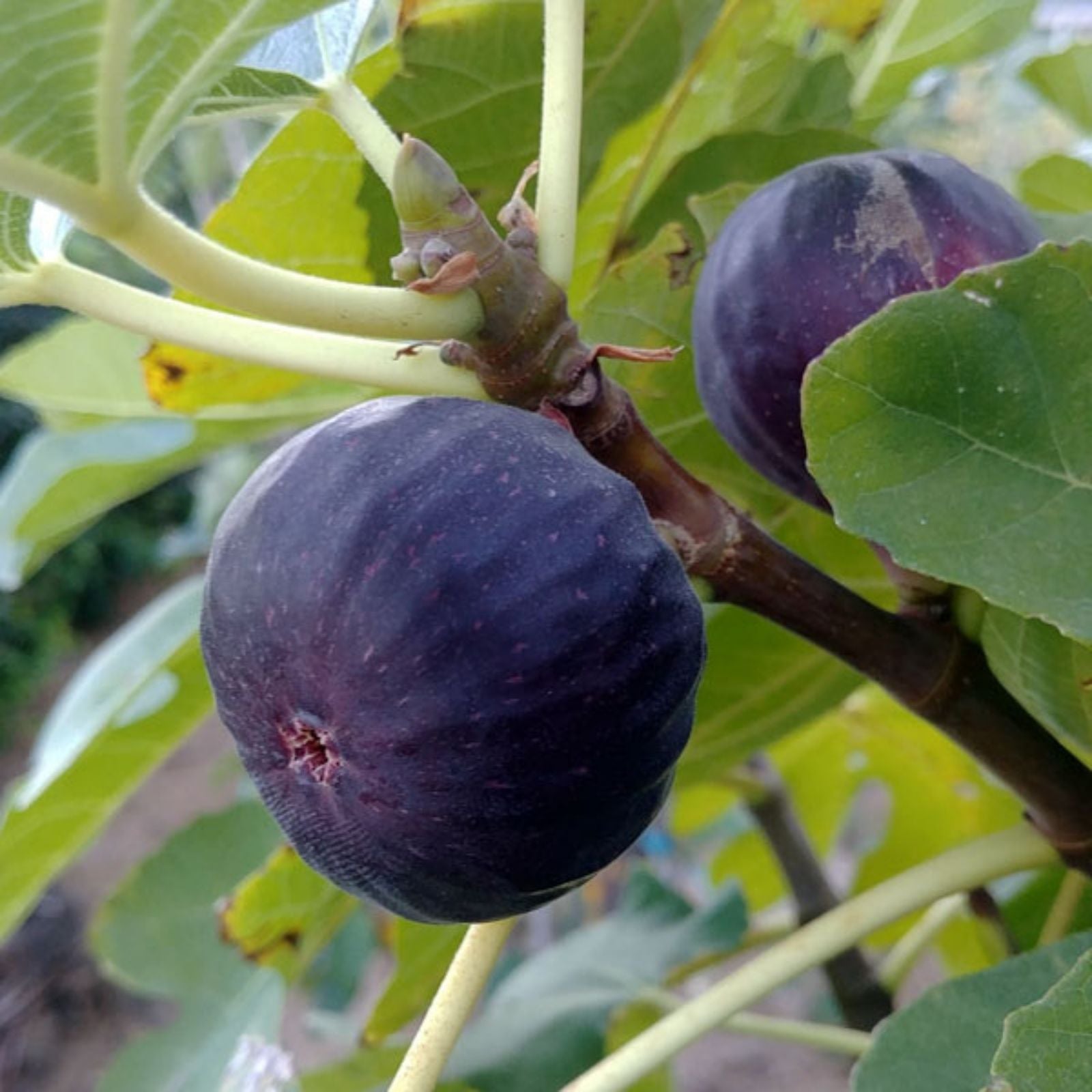 Scott's Black Fig Tree Cutting Ficus carica Fruit-bearing Plant for Garden & Container Growing