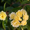 Yellow Lady Banks Climbing Rose Cuttings 4 Pack Thornless Rosa banksiae 'Lutea' Live Plant Garden Starter