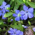 Variegated Vinca Minor Starter Plants, Perennial Ground Cover, Easy to Grow Houseplants, 6+ Live Cuttings