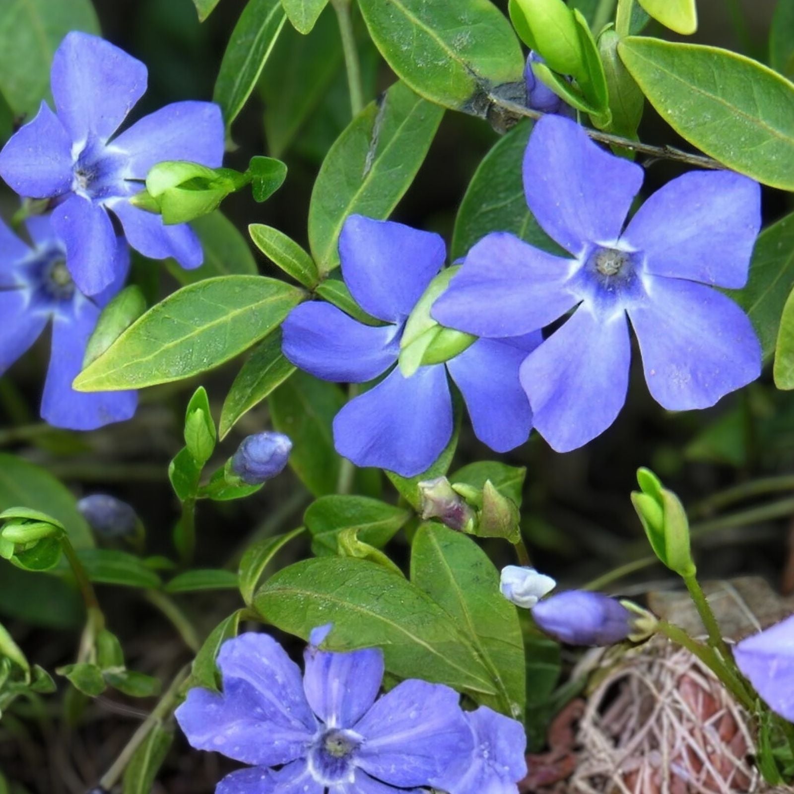 Variegated Vinca Minor Starter Plants, Perennial Ground Cover, Easy to Grow Houseplants, 6+ Live Cuttings