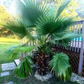California Fan Palm Seeds Washingtonia filifera Live Plant Starter Drought Tolerant Ornamental Tree Seeds