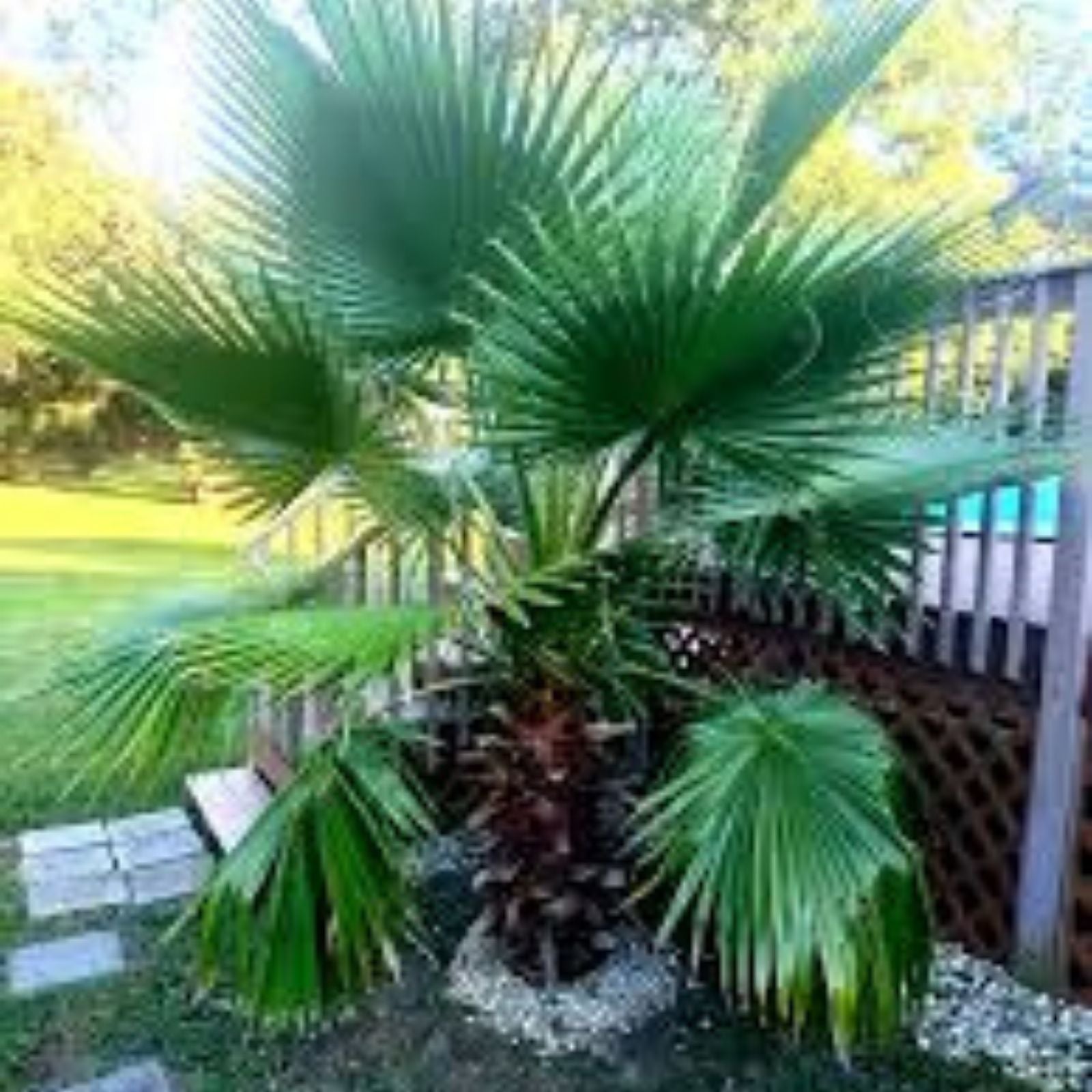 California Fan Palm Seeds Washingtonia filifera Live Plant Starter Drought Tolerant Ornamental Tree Seeds