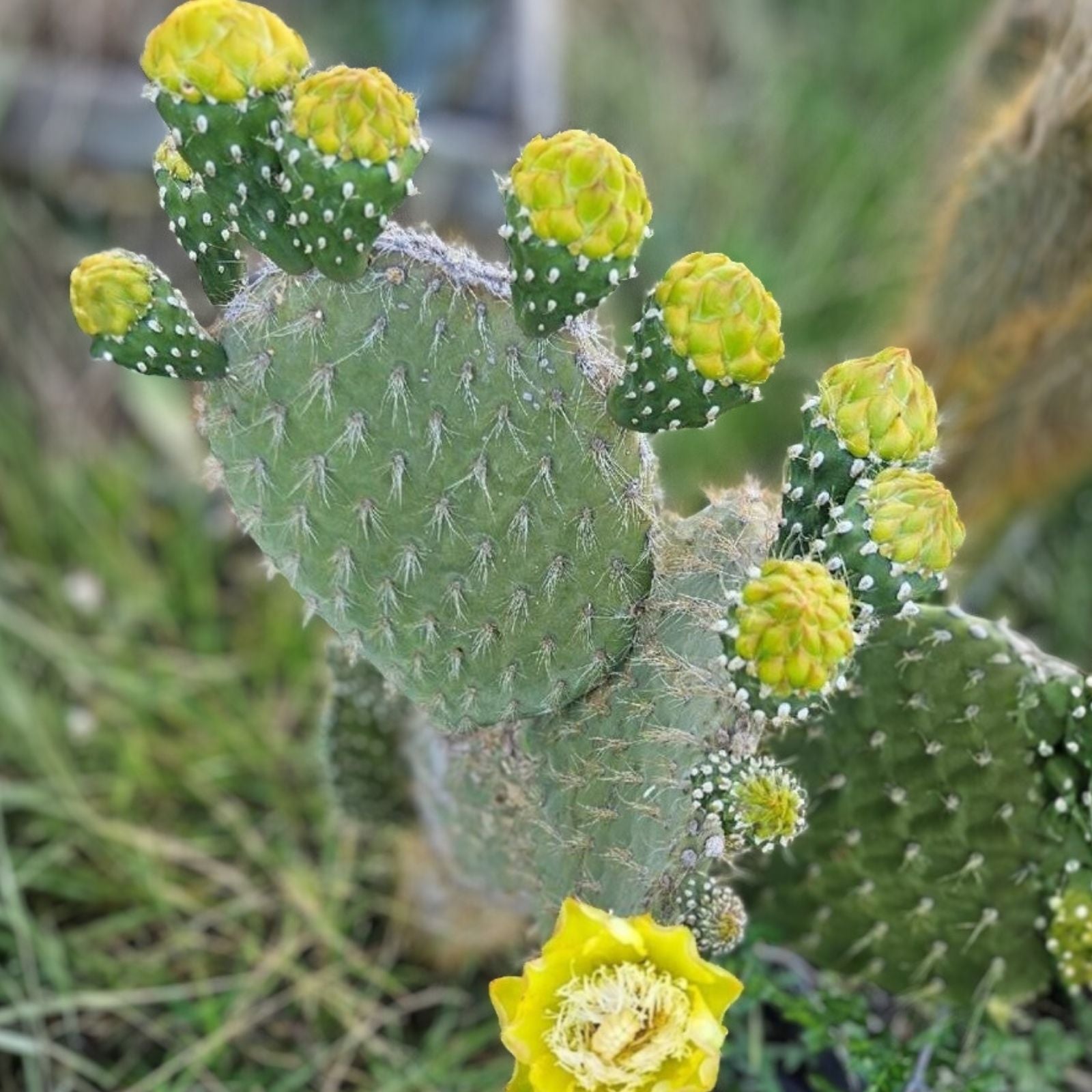 Galapagos Opuntia Megasperma Var. Orientalis Cactus Live Plant Desert Succulent with Colored Flowers - Houseplant, Fresh Stock