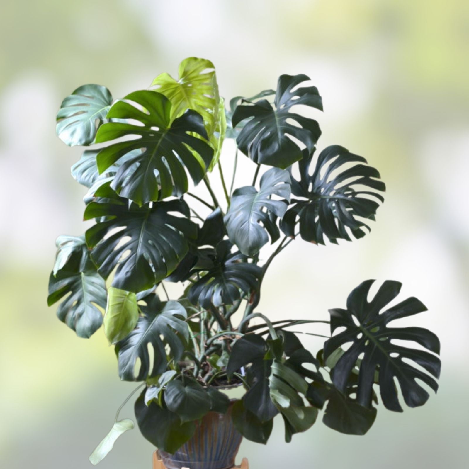 Monstera Deliciosa Cutting 10-12" Live Houseplant Propagation Swiss Cheese Vine Starter Plant