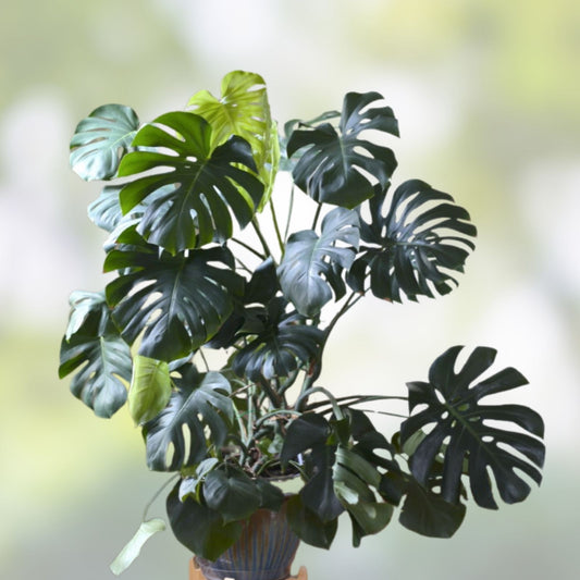 Monstera Deliciosa Cutting 10-12" Live Houseplant Propagation Swiss Cheese Vine Starter Plant