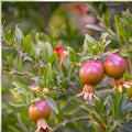 Ornamental Pomegranate Cuttings 10 Pcs Peach Color Punica granatum Garden Plant Propagation - Easy to Grow