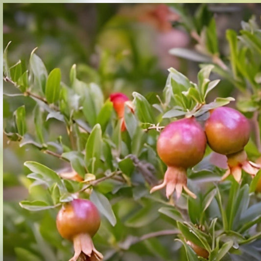 Ornamental Pomegranate Cuttings 10 Pcs Peach Color Punica granatum Garden Plant Propagation - Easy to Grow