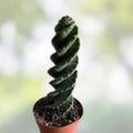Cereus Forbesii Giant Cactus Cutting - Indoor Succulent Plant, Greenhouse Variety, Unique Green Decor, Fast Growing
