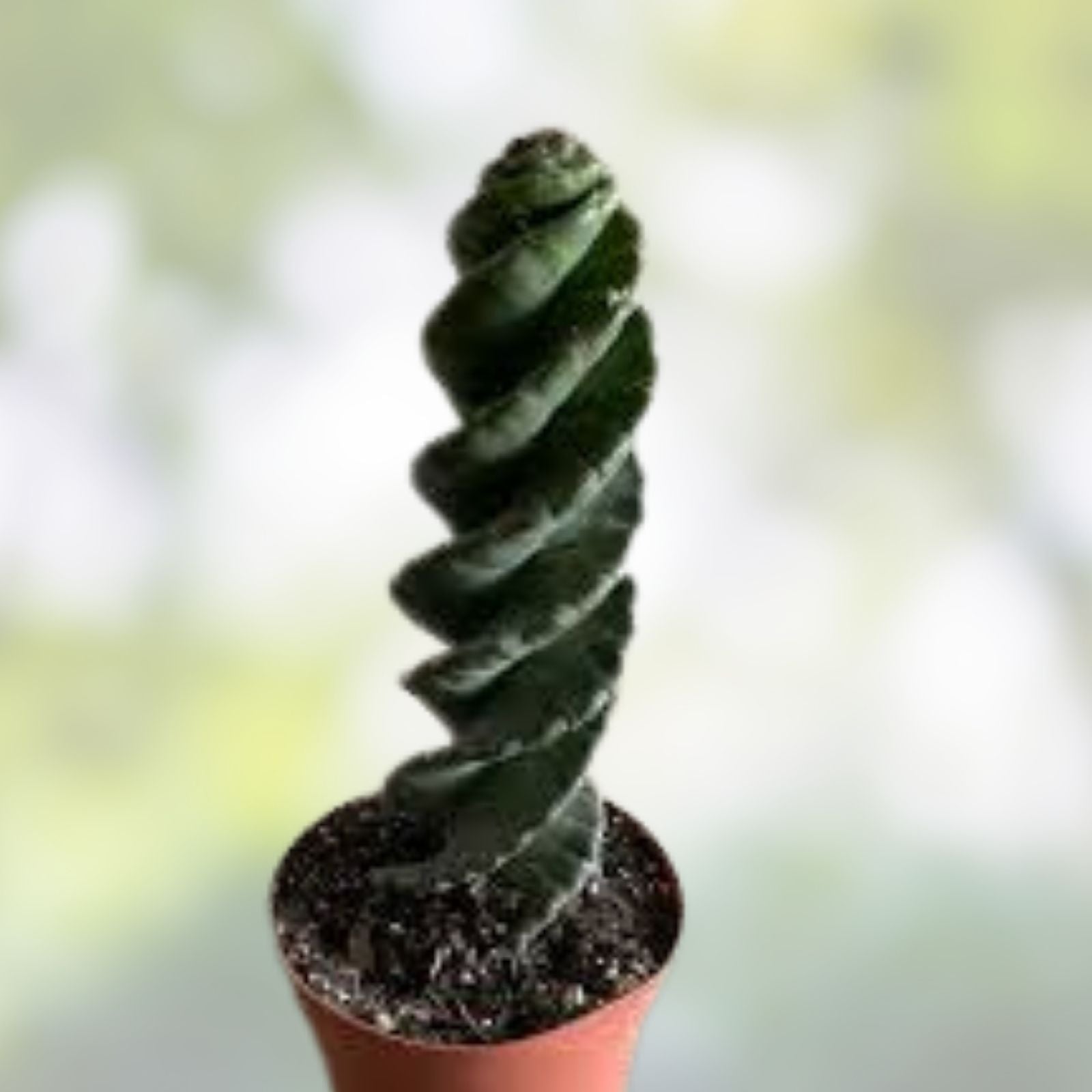 Cereus Forbesii Giant Cactus Cutting - Indoor Succulent Plant, Greenhouse Variety, Unique Green Decor, Fast Growing