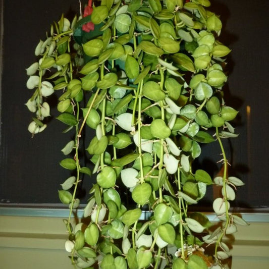Hoya bella Cutting - Live Houseplant Stem - Indoor Trailing Green Plant - California Grown - Easy to Grow