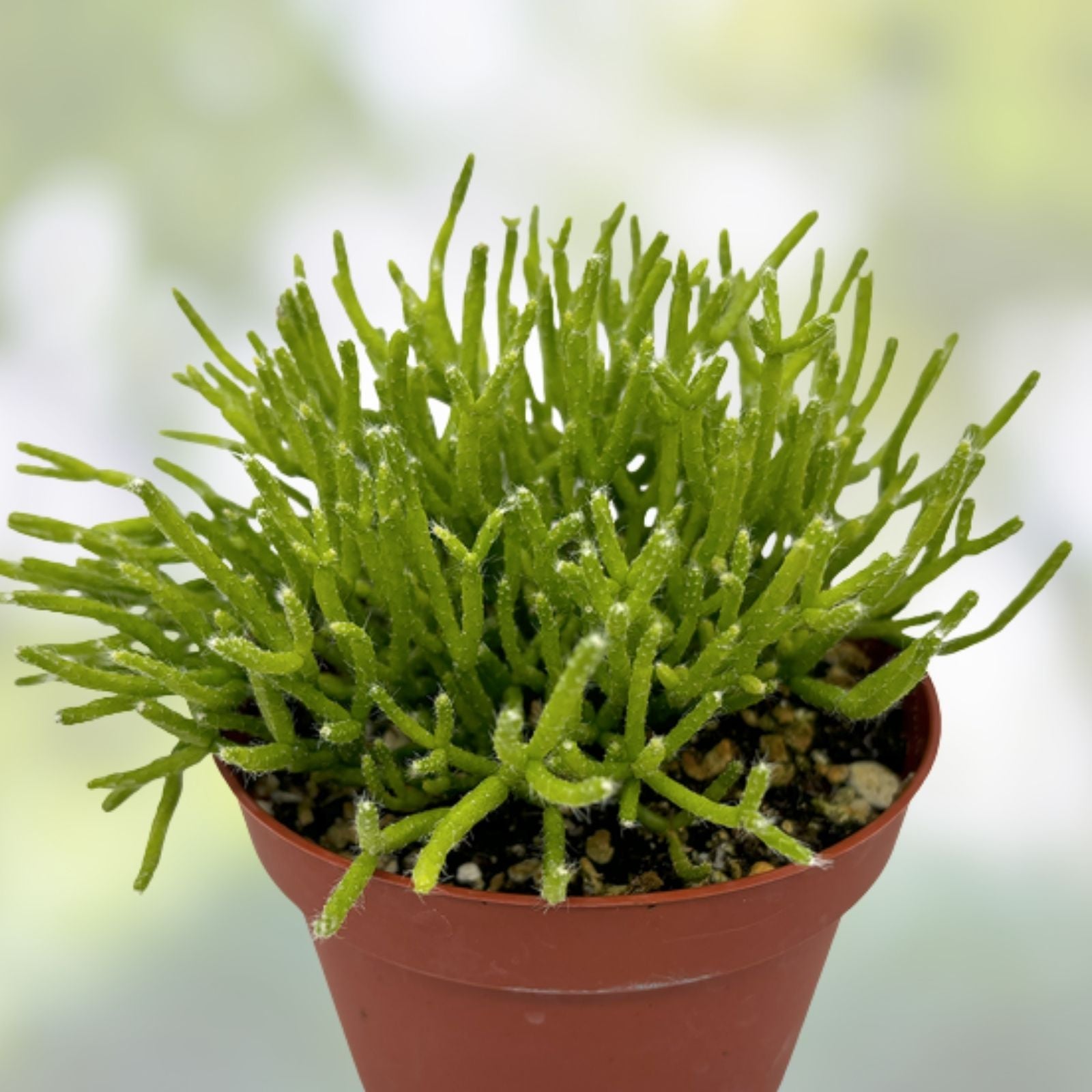 Rhipsalis pentaptera Live Plant in 2" Pot, Tropical Succulent, Easy Care Houseplant, Rooted Cactus, Indoor Plant, Starter Plant