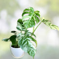 Rooted Variegated Monstera Plant - Albo Borsigiana - Tropical Indoor Houseplant - Easy Care Greenery - Fresh Stock