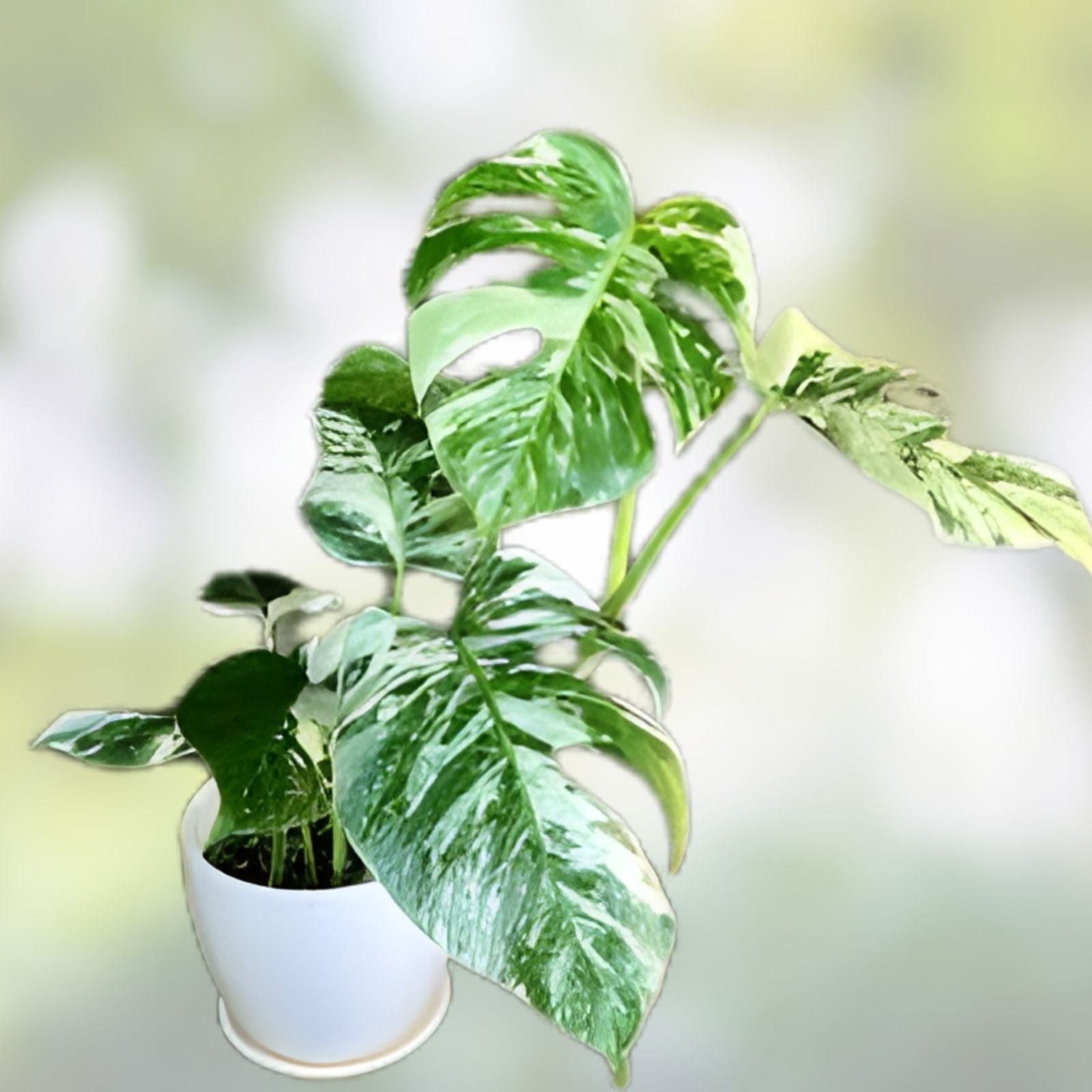 Rooted Variegated Monstera Plant - Albo Borsigiana - Tropical Indoor Houseplant - Easy Care Greenery - Fresh Stock