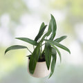 Epipremnum Amplissimum Cutting, Live Indoor Houseplant, Green Foliage, Tropical Vine, Easy Care, Pothos Alternative