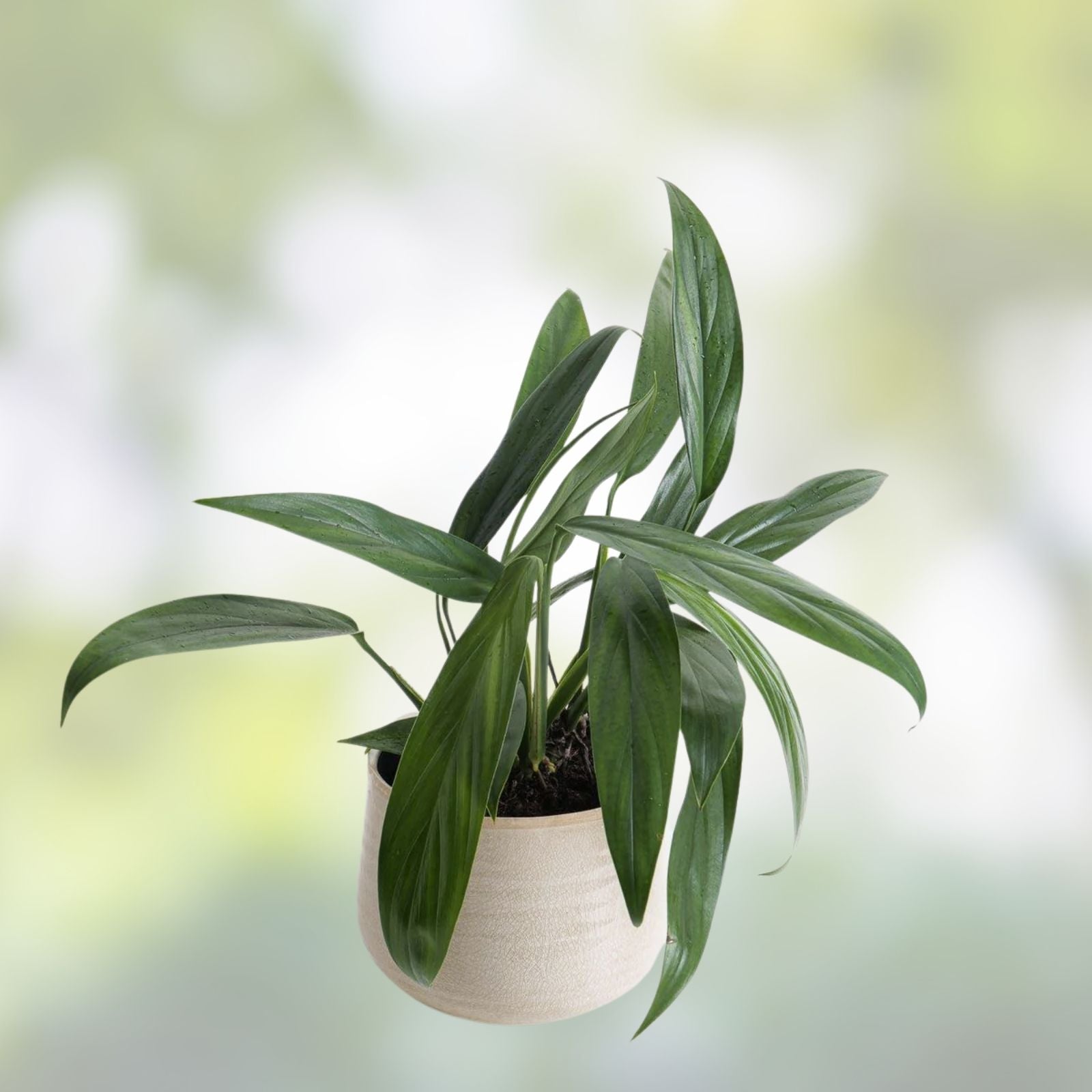 Epipremnum Amplissimum Cutting, Live Indoor Houseplant, Green Foliage, Tropical Vine, Easy Care, Pothos Alternative