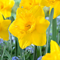 Yellow Daffodil Bulbs Dutch Master Narcissus Perennial Spring Bloom Deer Resistant 12/14cm Starter Plant