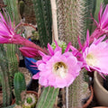 Echinopsis Thelegonus x Grandiflorus Succulent Cutting, Cactus, Houseplant, Live Plant, Starter Plant, Rare Succulent