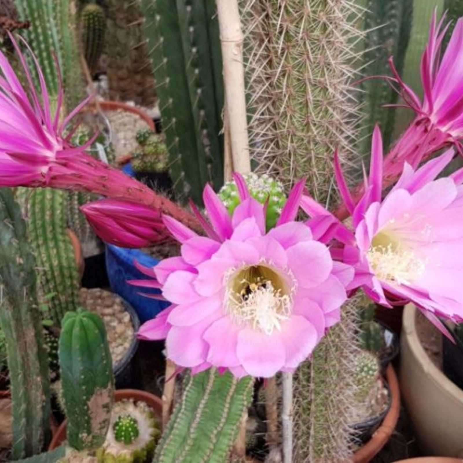 Echinopsis Thelegonus x Grandiflorus Succulent Cutting, Cactus, Houseplant, Live Plant, Starter Plant, Rare Succulent