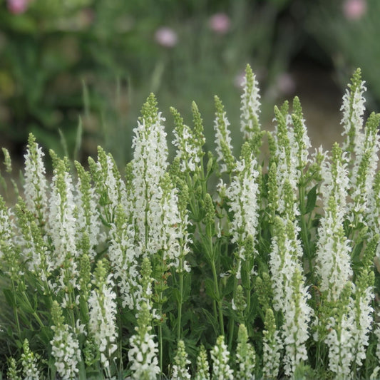Sweet Pepperbush Plants Clethra alnifolia Native Shrub 10-12" Live Ornamental Pollinator Garden