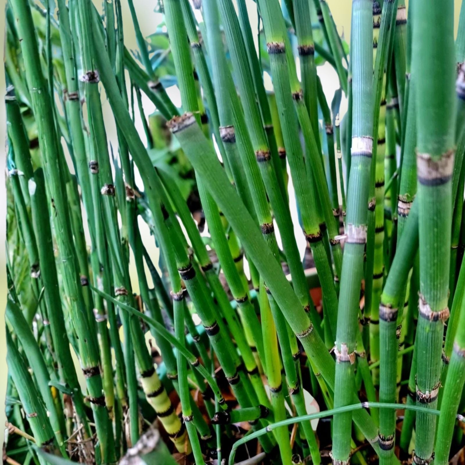 Horsetail Plant Cuttings Equisetum for Koi Pond Hardy Perennial Aquatic Plant Garden Water Feature