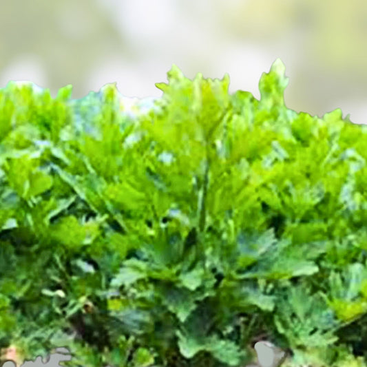 Heirloom Celery Seeds Non-GMO Tendercrisp Apium graveolens Vegetable Seeds for Gardening, Starter Plant, Live or Bare Root