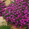 Cooper's Ice Plant Cuttings, Delosperma cooperi, Coastal Pig Face Succulents, Drought Tolerant, 3-4 Inches Live Plant, Starter or Bare Root
