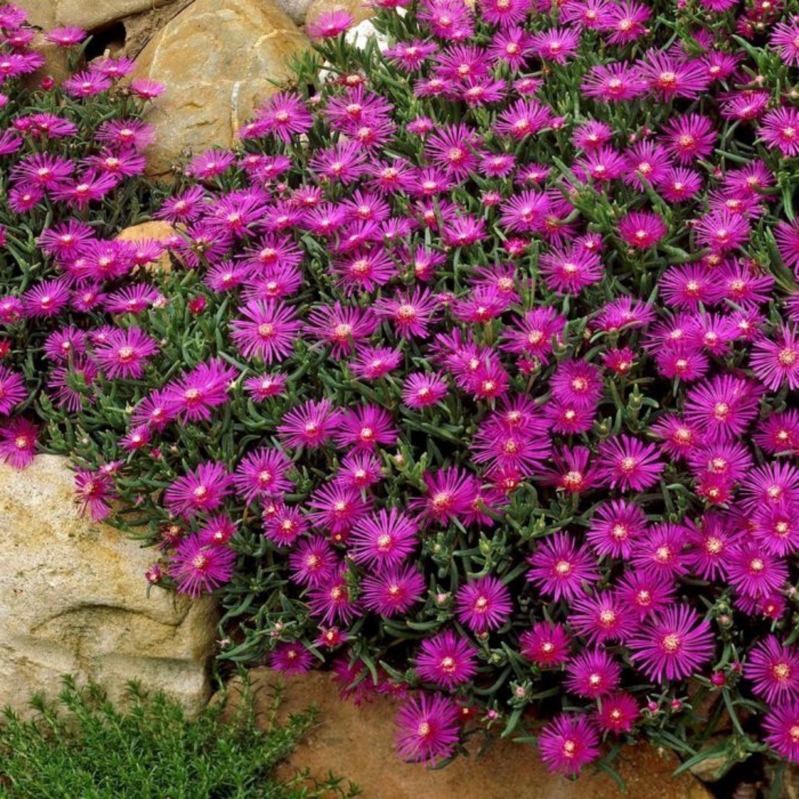 Cooper's Ice Plant Cuttings, Delosperma cooperi, Coastal Pig Face Succulents, Drought Tolerant, 3-4 Inches Live Plant, Starter or Bare Root