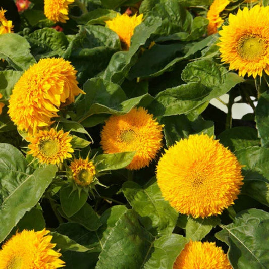 Organic Sunflower Seeds 2 oz Non-GMO Edible Planting Seeds Helianthus annuus Garden Grow