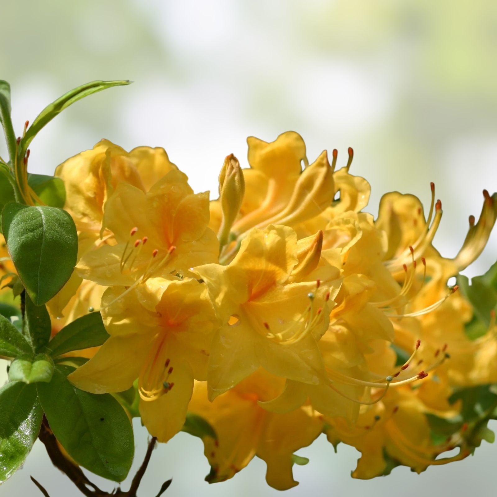 Aromi Azalea Starter Plant – Mauve Gold Variety, Rhododendron Deciduous Garden Flower, Shrub, Ornamental Plant