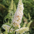White Butterfly Bush Live Plant 6" Profusion Buddleia davidii Fragrant Deer Resistant Garden Shrub