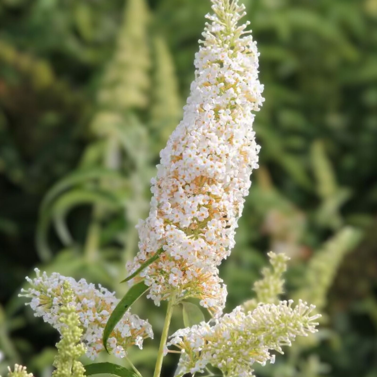 White Butterfly Bush Live Plant 6" Profusion Buddleia davidii Fragrant Deer Resistant Garden Shrub