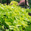Sweet Potato Vine Plants - 6 Fresh Root Cuttings - Green Foliage - Ipomoea batatas - Indoor Outdoor Garden Starter