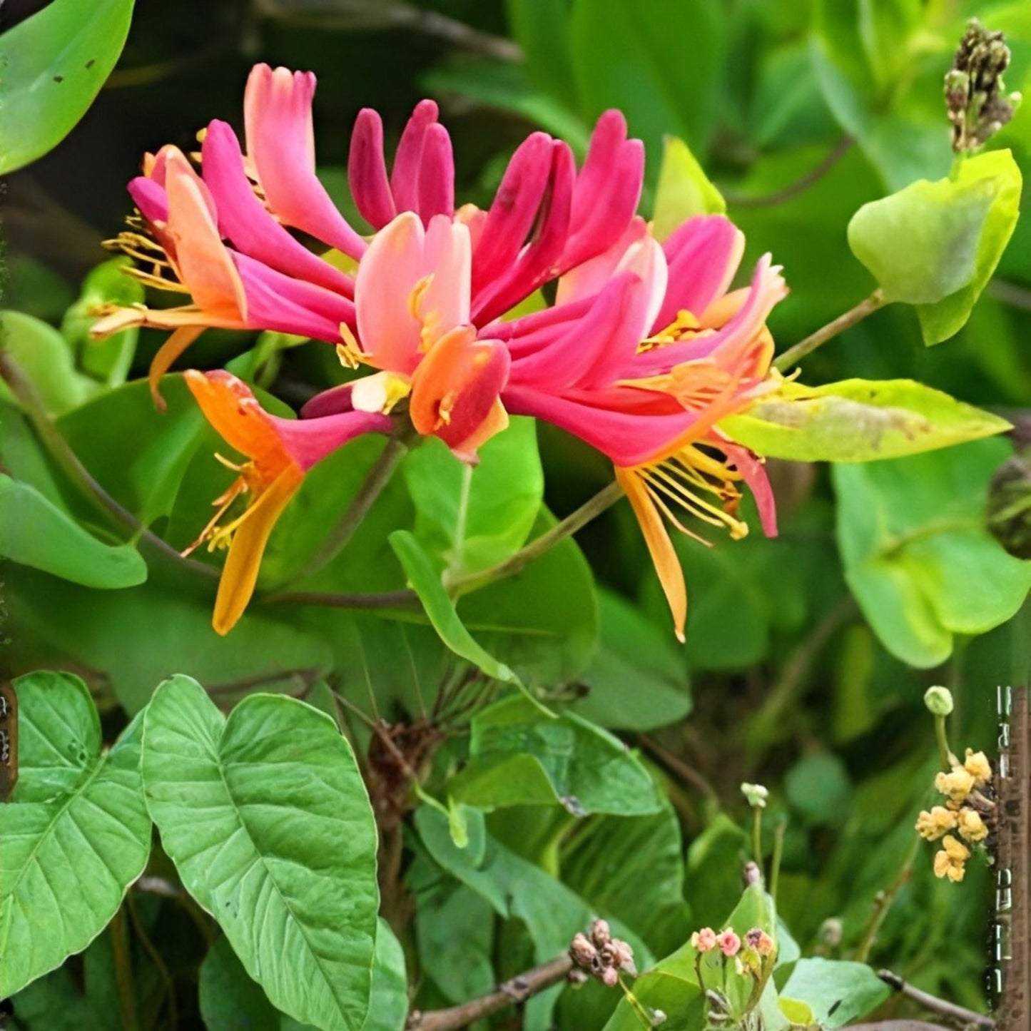Honeysuckle Vine Plant Candy Swirl Lonicera Live Starter Climber Hummingbird Attracting Garden Plant