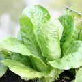 Savory Herb Seeds Satureja hortensis Non-GMO Heirloom Live Plant Cutting Spice Garden Starter