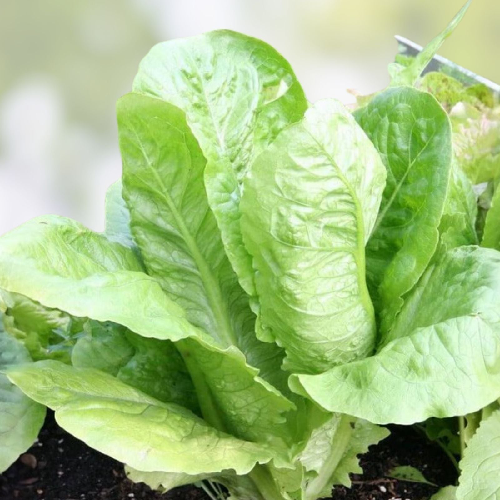 Savory Herb Seeds Satureja hortensis Non-GMO Heirloom Live Plant Cutting Spice Garden Starter