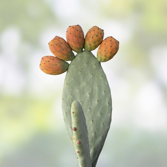 Opuntia Grafting Stock Cactus Cuttings 20 Pack Pereskiopsis Tuna Nopal for Propagation and Grafting