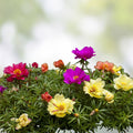 Yellow Single Flower Purslane Cuttings Portulaca oleracea Succulent Plant for Garden Container Bright Purple Flowers